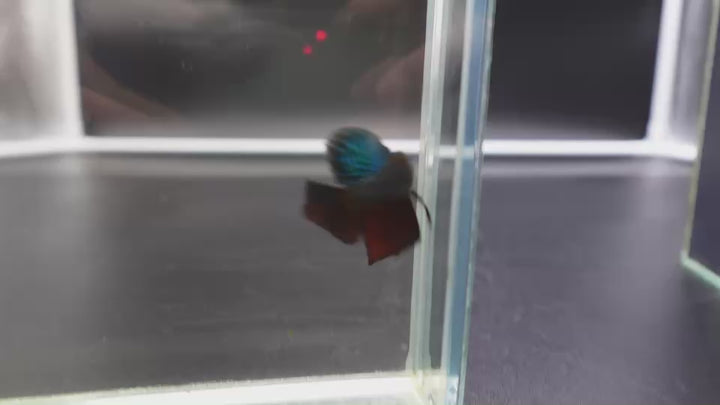 Smaragdina Guitar Spade Tail - Thailand Wild Betta (Male)