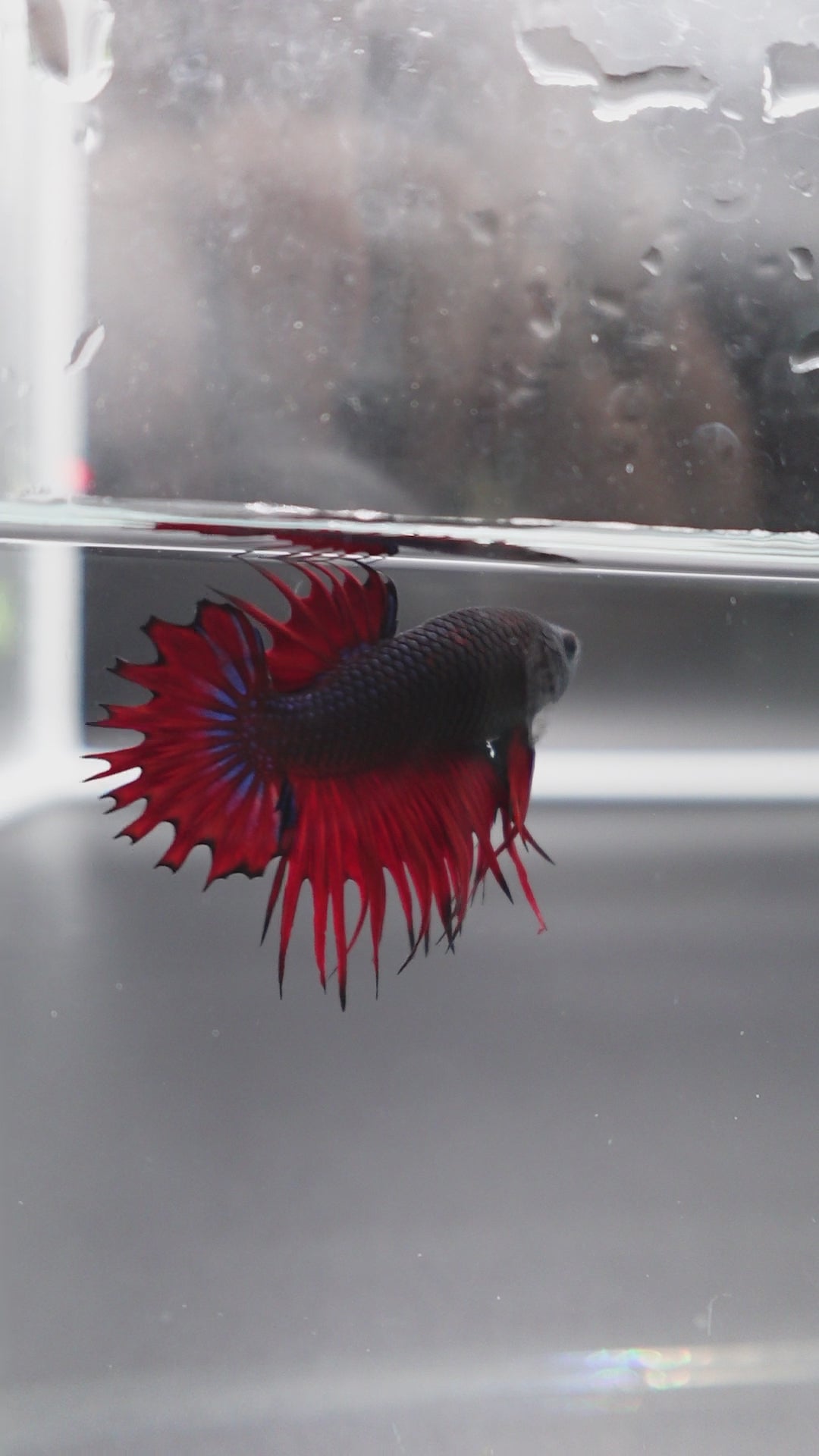 Rare CTPK Red Devil Betta Fish
