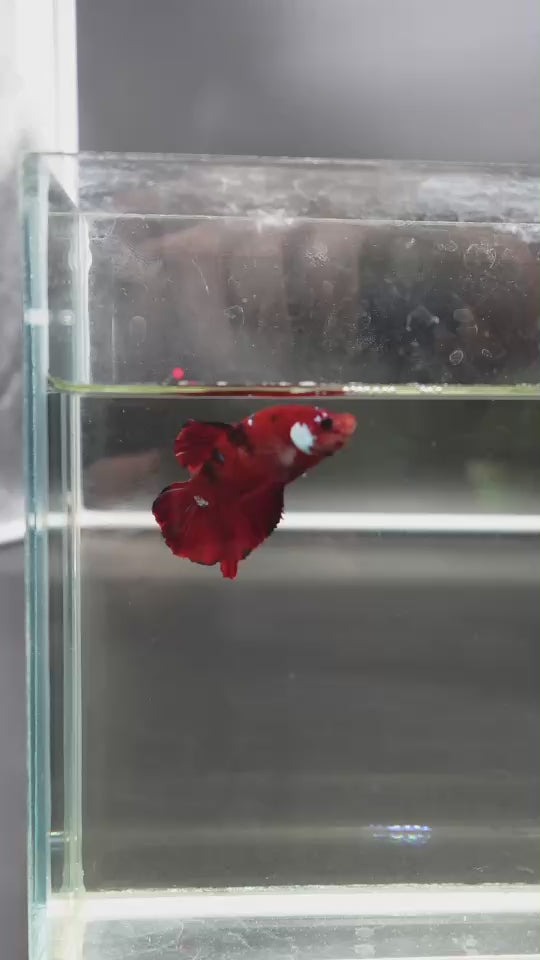 Rare Koi Multicolors Betta Fish