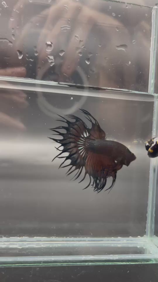 Rare King Crowntail Betta Fish