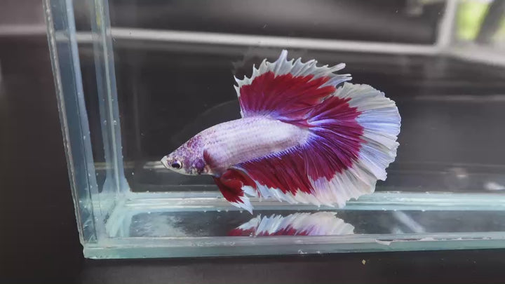 Rare Halfmoon Purple Butterfly Betta Fish
