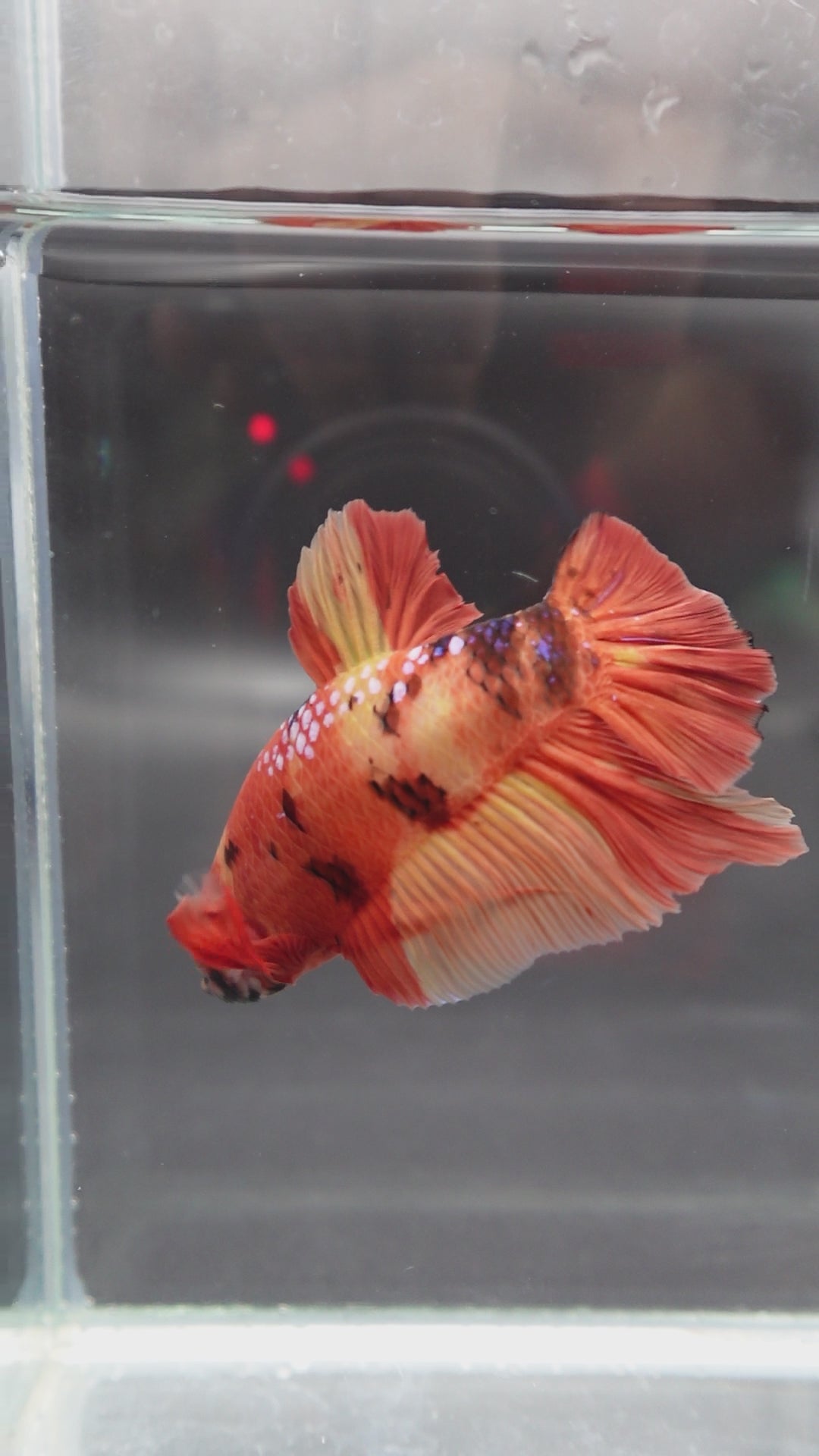 Rare Giant Multicolors Betta Fish