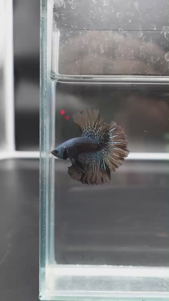Rare Halfmoon Alien Betta Fish
