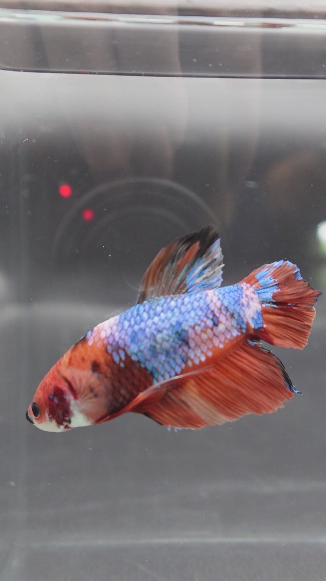 Rare Giant Multicolors Betta Fish