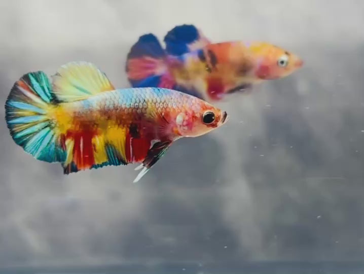 Rare Koi Multicolors Betta Fish