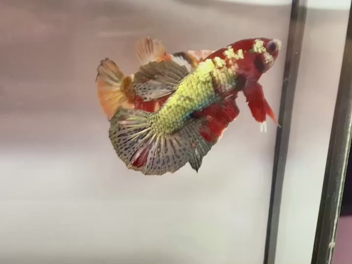 Rare Pair Copper Multicolors Betta Fish