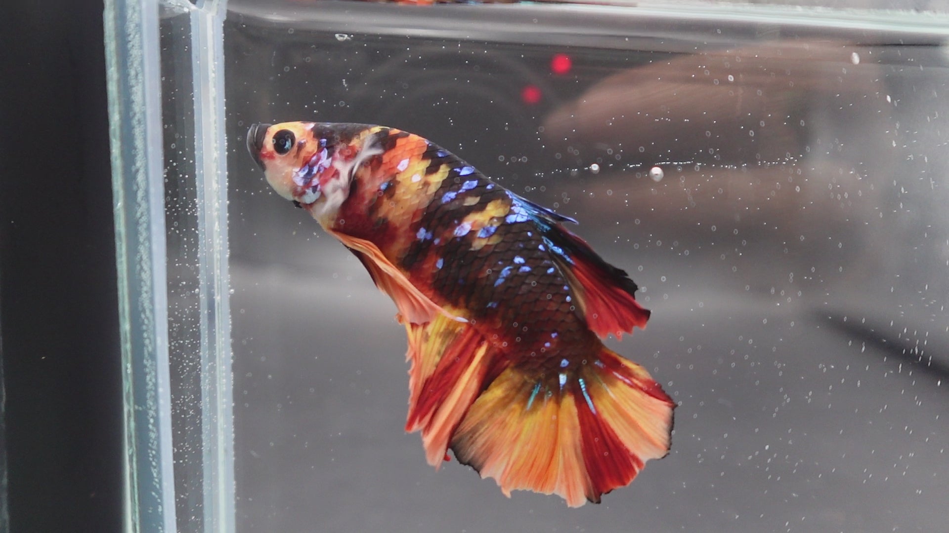 Rare Giant Multicolors Betta Fish