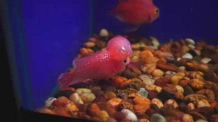 Rare Kamfa Golden Base Flowerhorn 3.5 inch