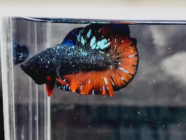 Rare Avatar Betta Fish