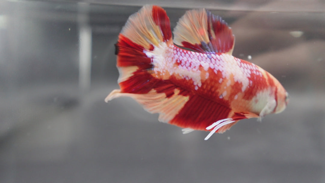 Rare Giant Candy Betta Fish