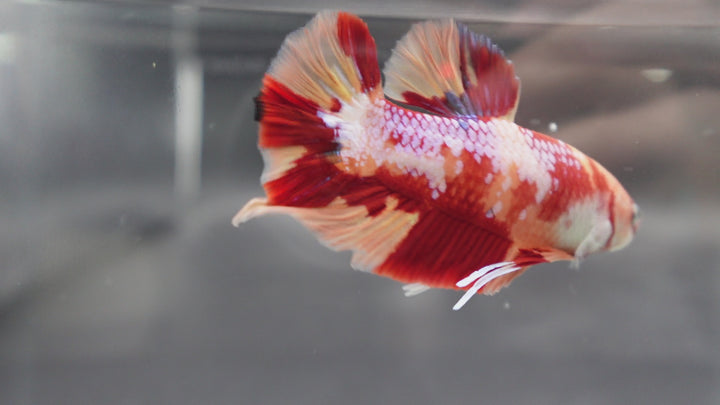 Rare Giant Candy Betta Fish