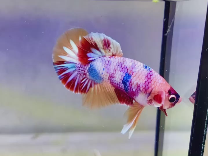 Rare Pair Koi Multicolors Betta Fish