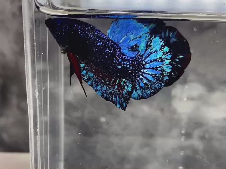 Rare Avatar Betta Fish