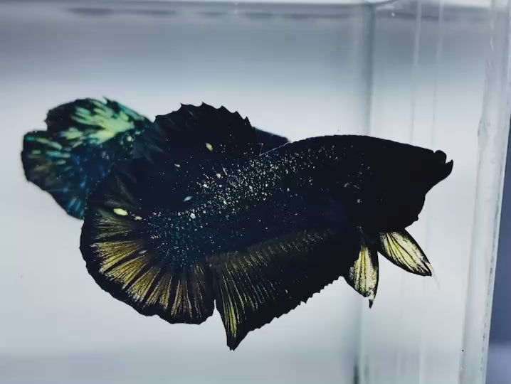 Rare Nebula Gold Betta Fish