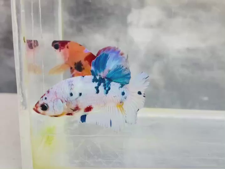 Rare Koi Multicolors Betta Fish