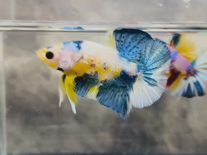 Rare Koi Multicolors Betta Fish