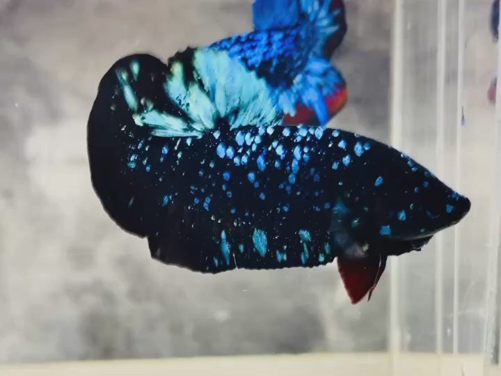Rare Avatar Betta Fish