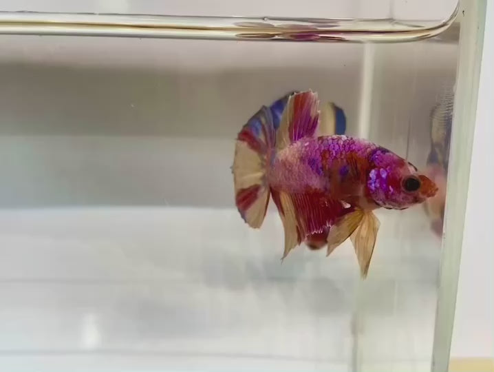 Rare Pair Koi Multicolors Betta Fish