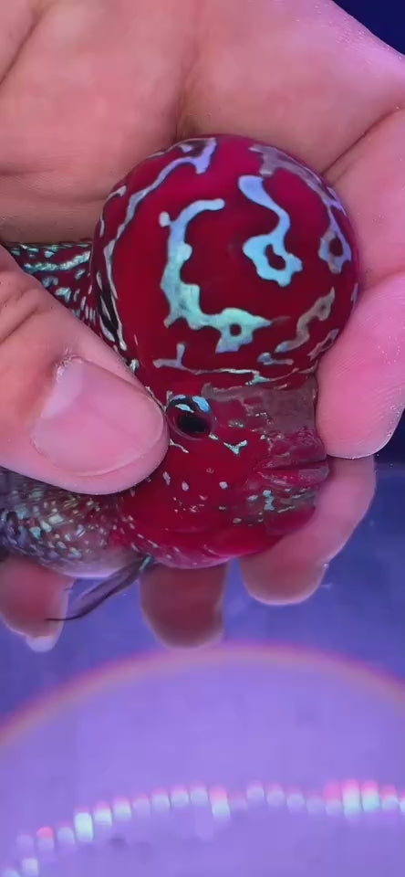 Rare Flowerhorn 4 inch