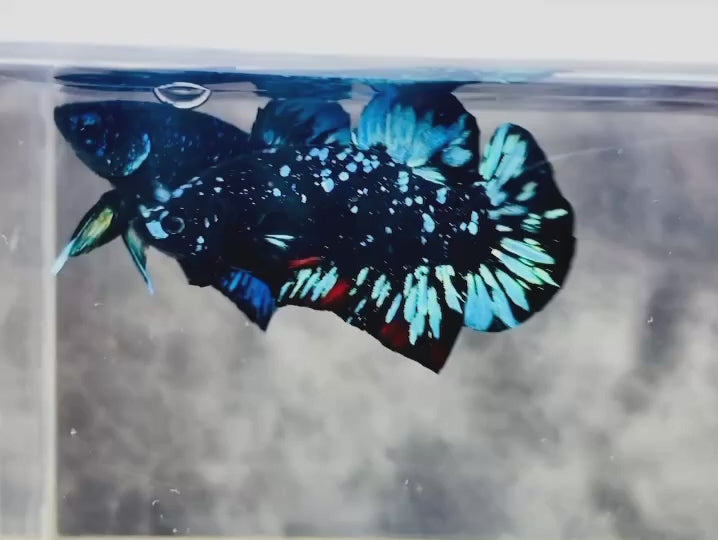 Rare Avatar Betta Fish