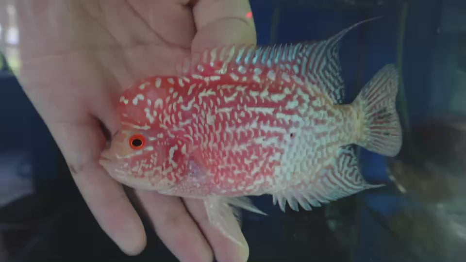Rare Kamfa Golden Base Flowerhorn 4 inch