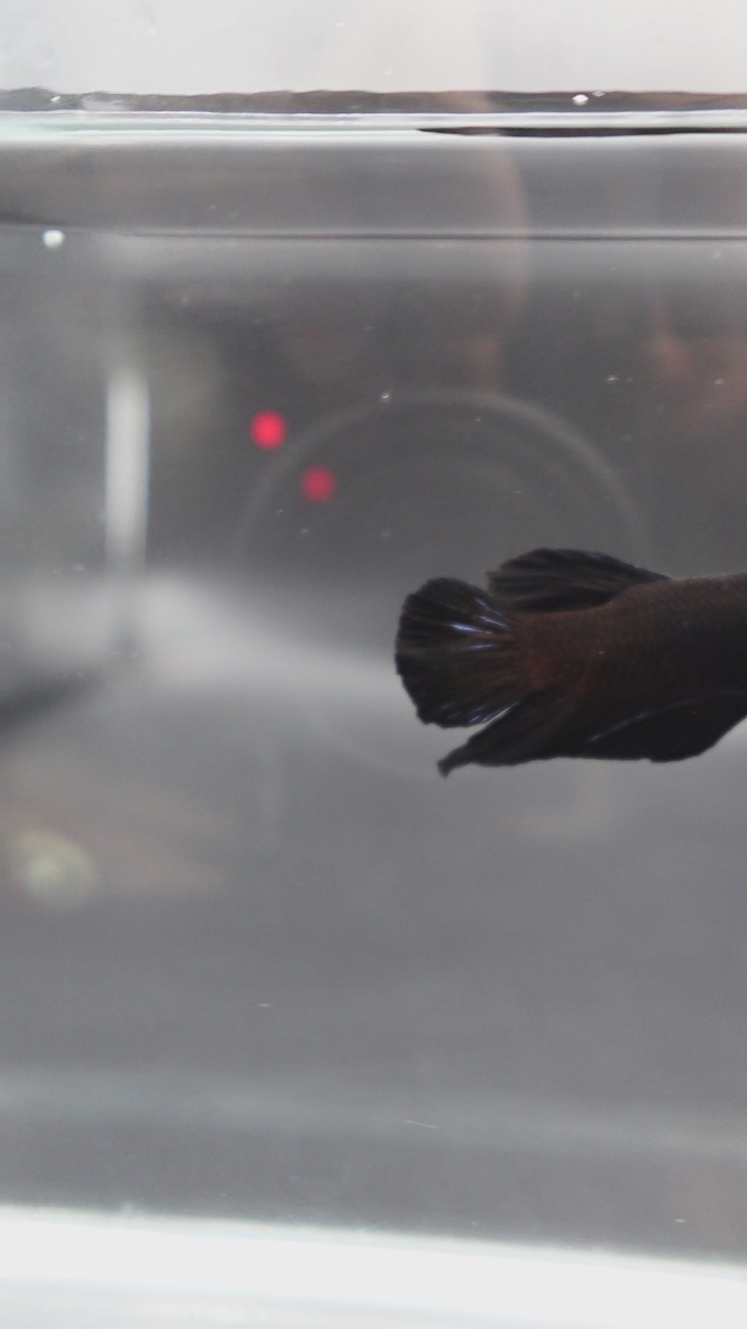 Black Betta Fish