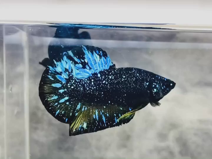 Rare Avatar Betta Fish