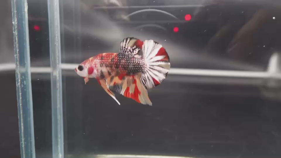 Competition grade - Multicolors Betta Fish