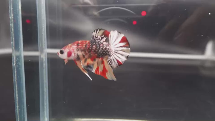 Competition grade - Multicolors Betta Fish