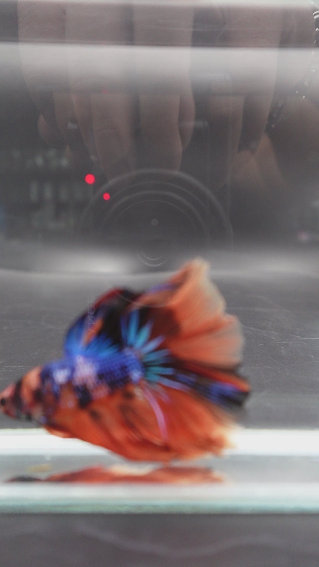 Rare Halfmoon Multicolors Betta Fish