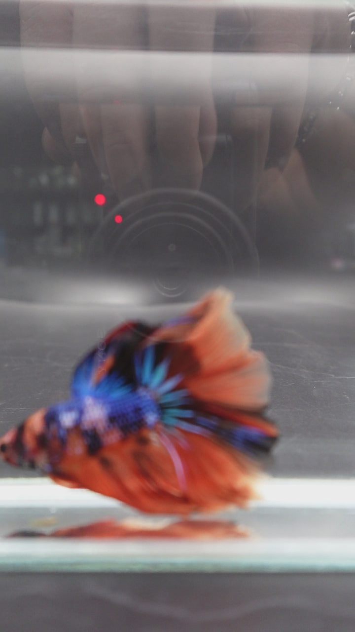 Rare Halfmoon Multicolors Betta Fish
