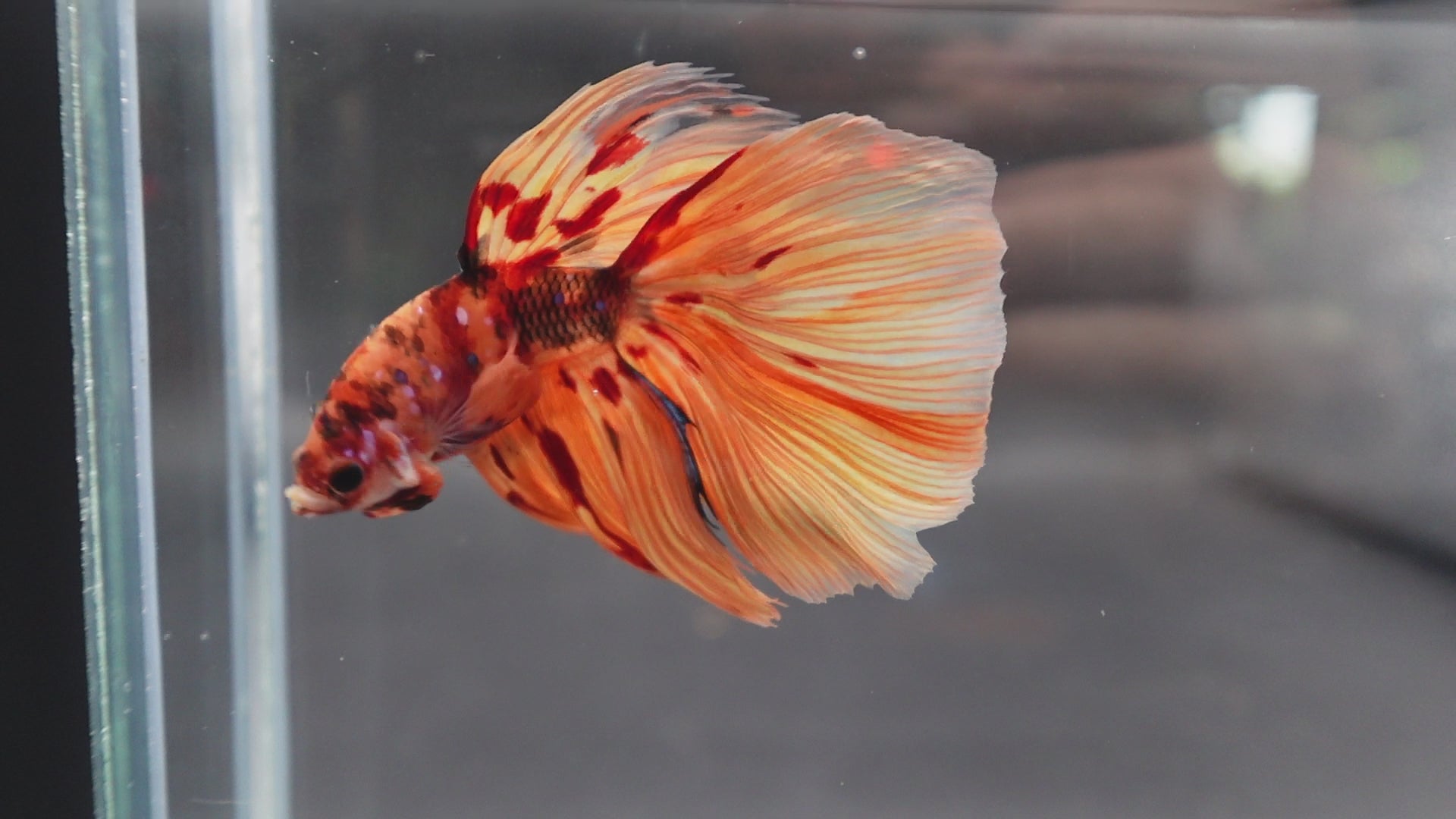 Rare Halfmoon Multicolors Betta Fish