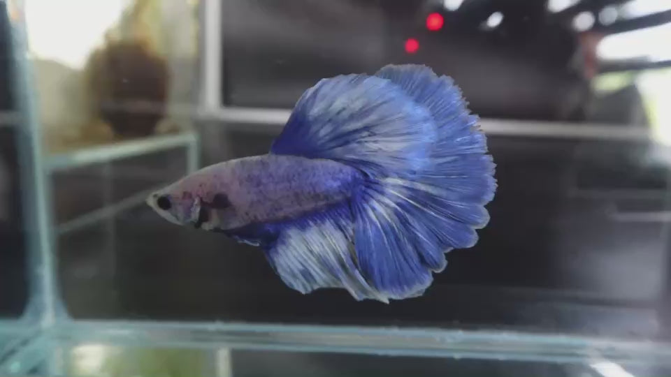 Rare Halfmoon cloudy Betta Fish (Male)