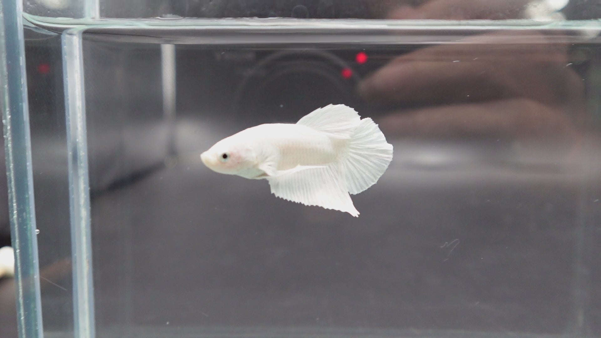 Snow White Betta Fis