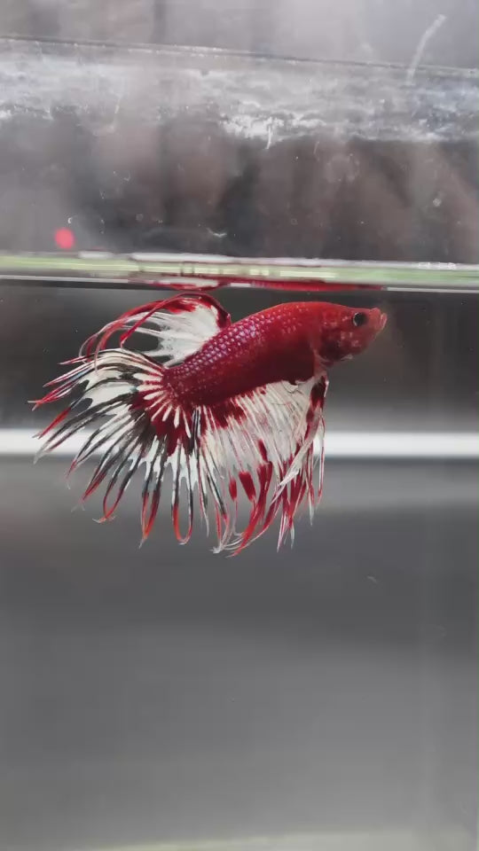 Rare Multicolors Crowntail Betta Fish