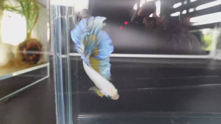 Rare Halfmoon Mustard Butterfly Betta Fish