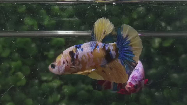 Rare Yellow Tiger Betta Fish