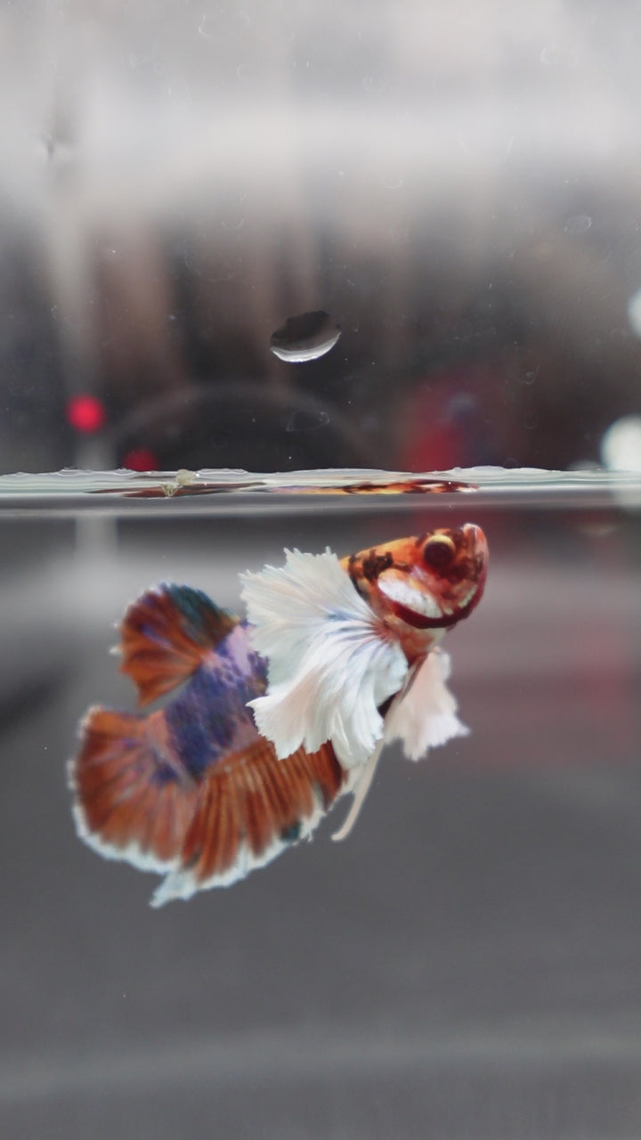 Rare Dumbo Koi Multicolors Betta Fish