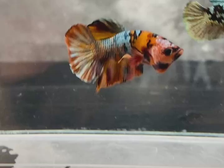 Rare Pair Koi Multicolors Betta Fish