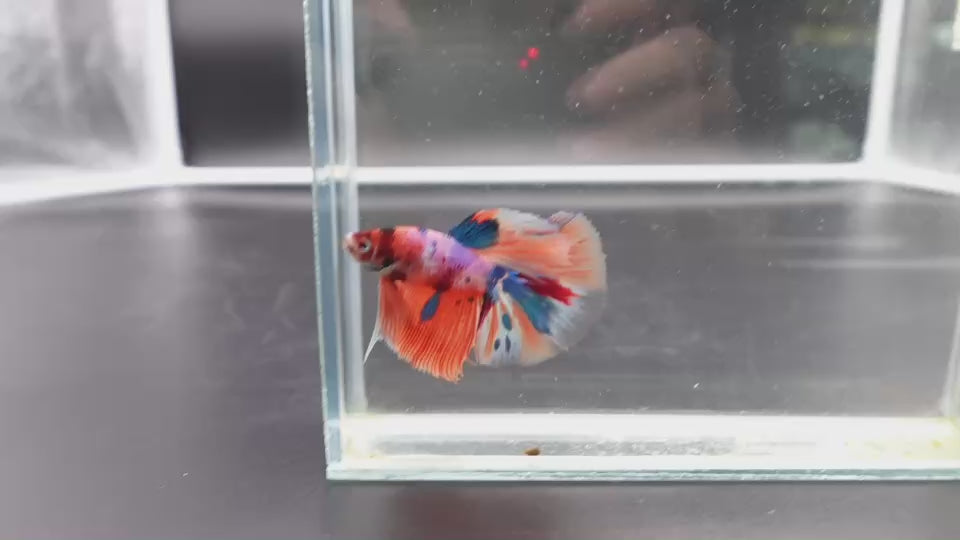 Rare Halfmoon Multicolors Betta Fish