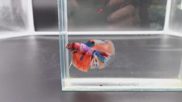 Rare Halfmoon Multicolors Betta Fish