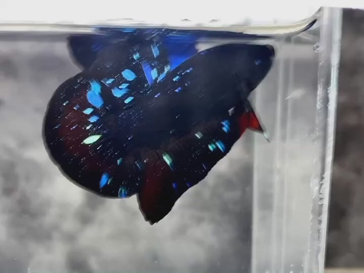 Rare Avatar Betta Fish