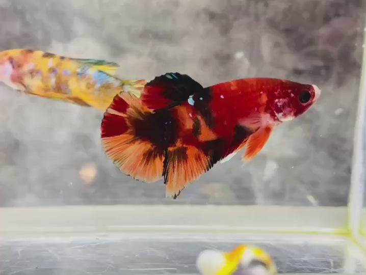 Rare Pair Koi Multicolors Betta Fish