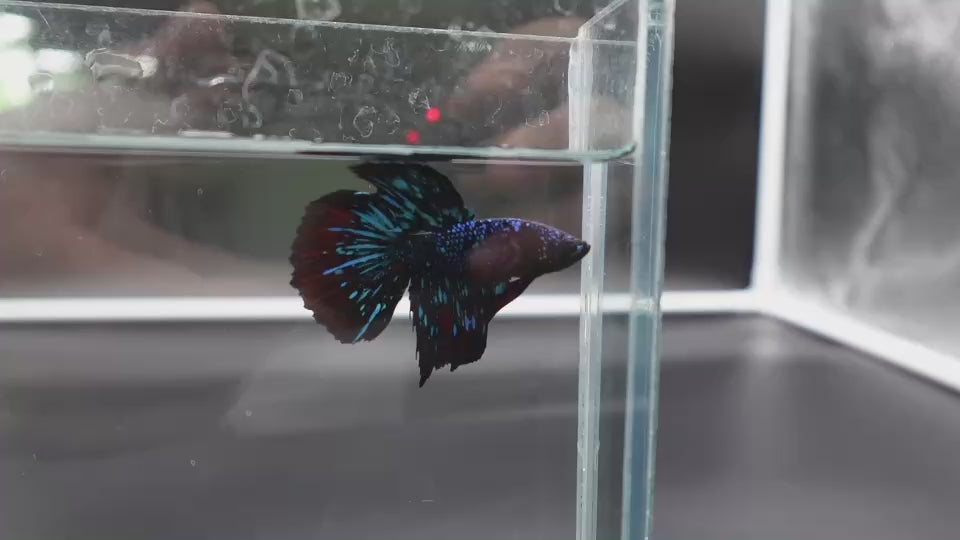 Rare Avatar Betta Fish