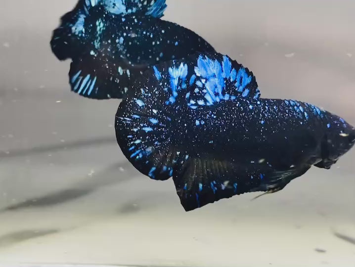 Rare Avatar Betta Fish