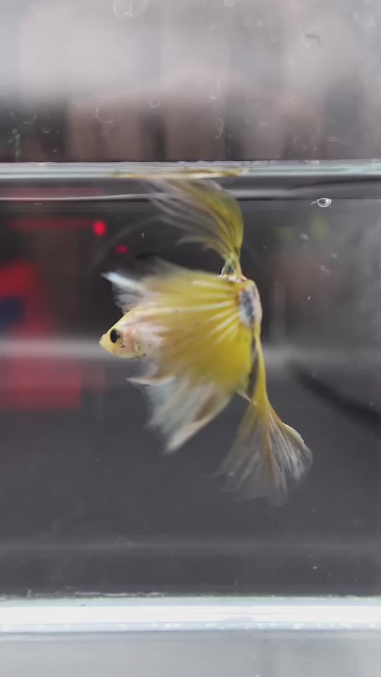 Rare Giant Halfmoon Koi Yellow Betta Fish