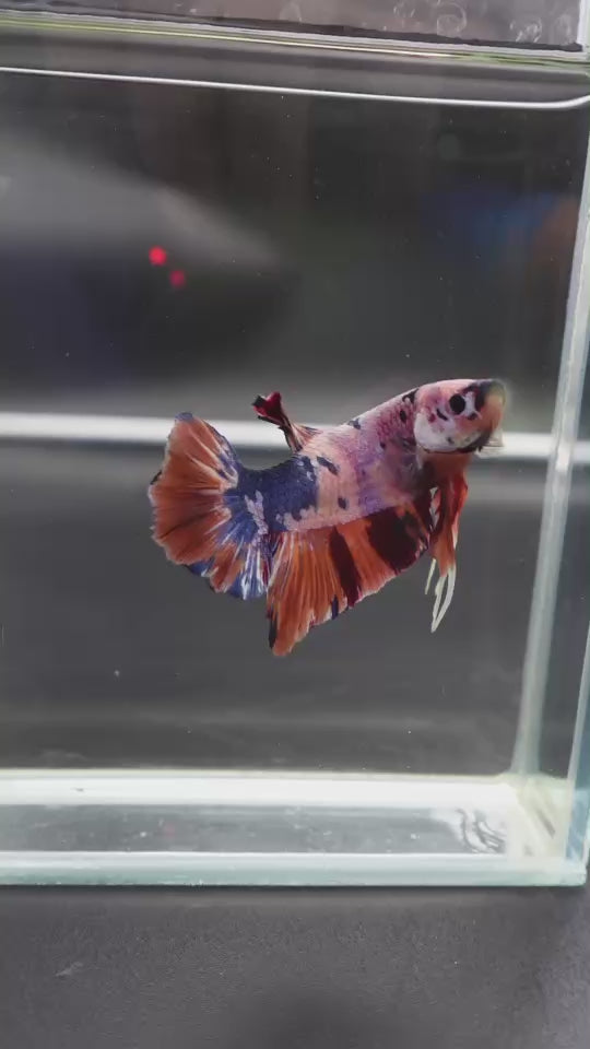 Rare Giant Multicolors Betta Fish