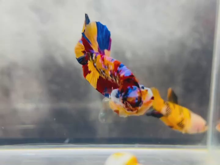 Rare Pair Koi Multicolors Betta Fish