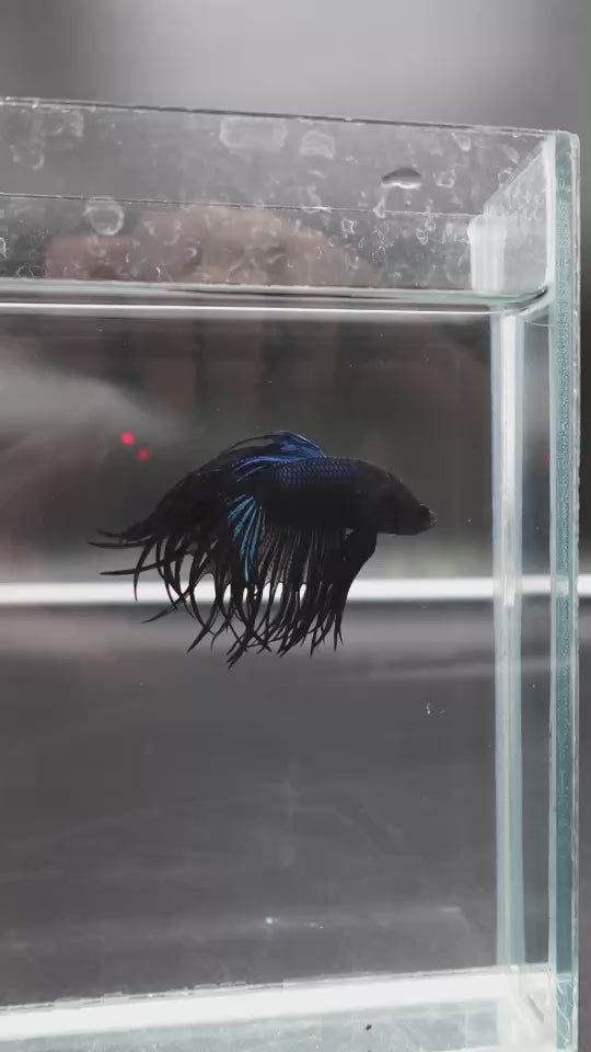 Rare King Crowntail Betta Fish