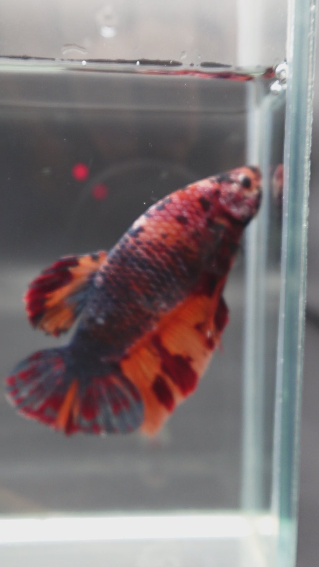 Competition Grade - Giant Multicolors Betta Fish